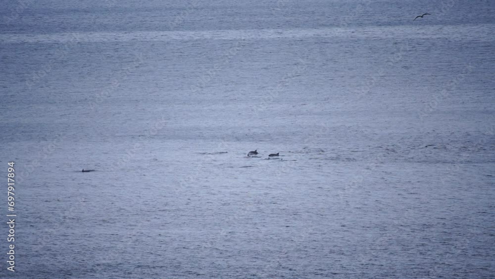Dolphins in open sea perform jumps, swim, catch fish. Capturing dolphins in natural habitat. Dolphins in open sea perform jumps, swim, catch fish. Capturing dolphins in natural habitat.