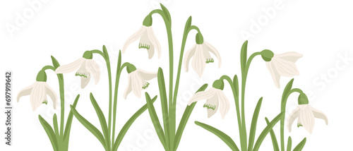 snowdrops, spring flowers, vector drawing wild plants at white background, floral elements, hand drawn botanical illustration