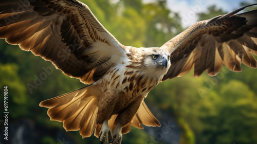 A Philippine Eagle soaring in the sky  showcasing its impressive wingspan and regal presence