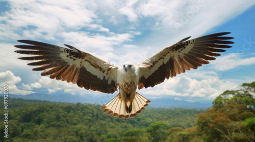 A Philippine Eagle soaring in the sky  showcasing its impressive wingspan and regal presence