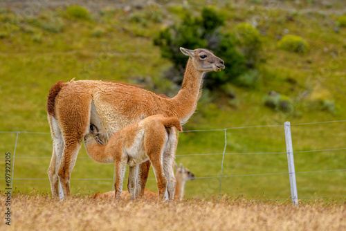 Guanaco with a suckling calf  Torres del Paine National Park  Chile