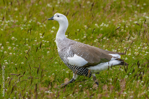 Male Magellan Or Upland Goose , Torres del Paine National Park