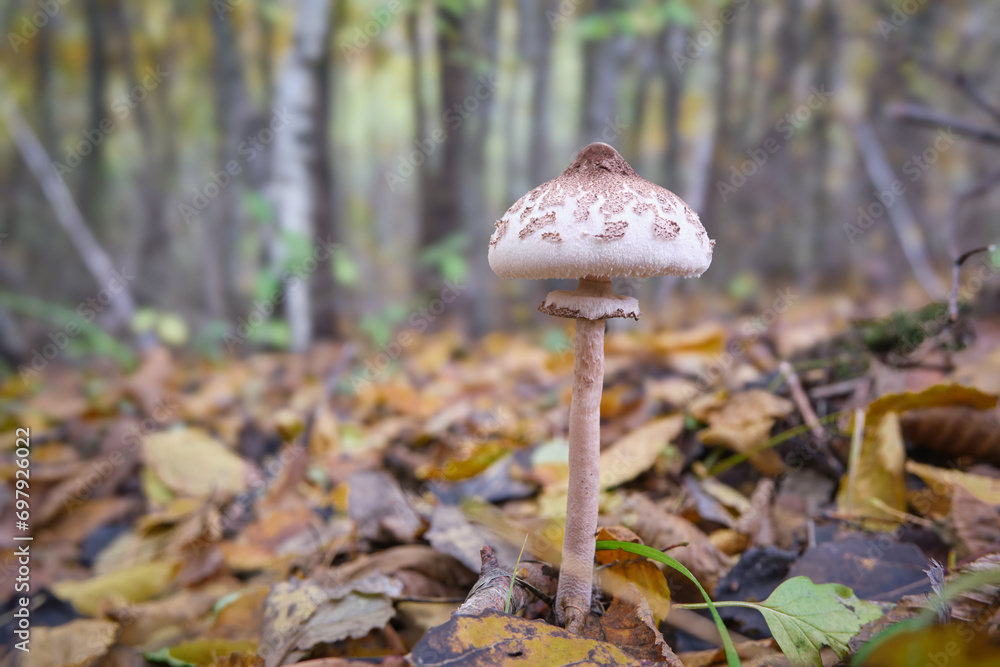 Lepiota helveola, a deadly poisonous mushroom close-up in the autumn forest Lepiota helveola, a deadly poisonous mushroom close-up in the autumn forest