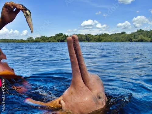 Fütterung von Flussdelfin photo