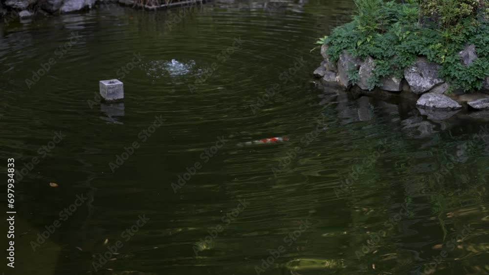 Single Koi Carp Swimming In Zen Pond. Slow Motion Shot Single Koi Carp Swimming In Zen Pond. Slow Motion Shot