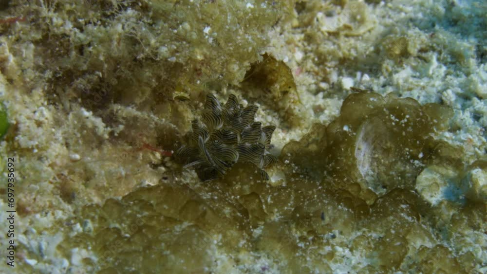 Beautiful Cyerce nigricans nudibranch gracefully gliding on the soft corralled ocean floor looking for a suitable feeding ground. Beautiful Cyerce nigricans nudibranch gracefully gliding on the soft corralled ocean floor looking for a suitable feeding ground.