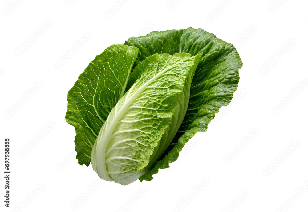 _lettuce_leaf _lettuce_leaf