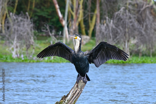 Cormorant bird dries its wings by spreading them wide in the middle of Lake Naivasha in Kenya