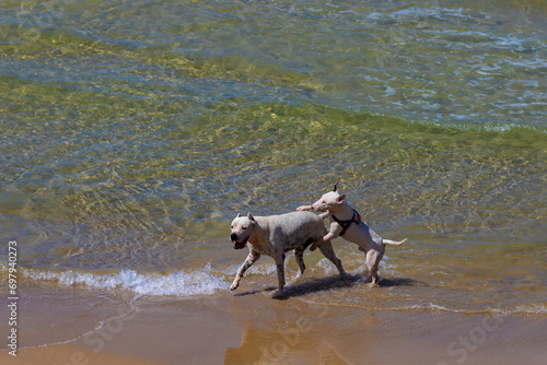 Fototapeta Naklejka Na Ścianę i Meble -  Two dogs on the seashore