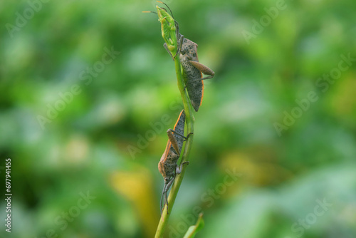 Two Insects looking at each other on the leaf together