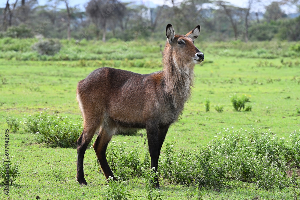 Female Waterbuck antelope grazing on the lake shore