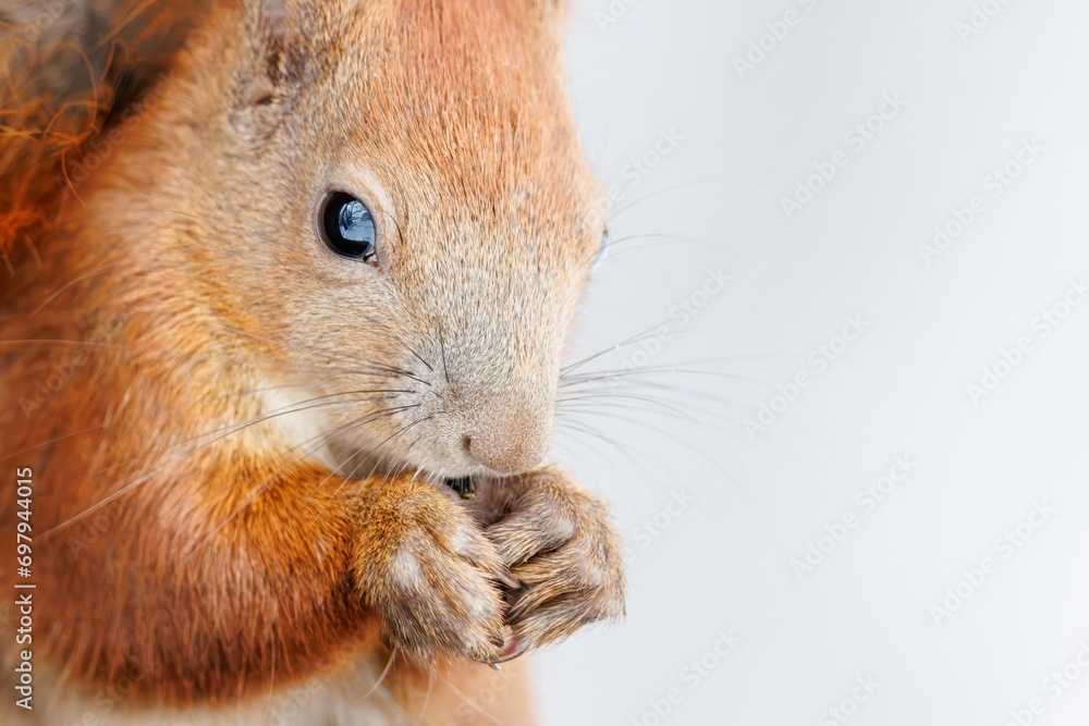 Red squirrel, Sciurus vulgaris, Cute arboreal, omnivorous rodent . Portrait of eurasian squirrel . Close up. Red squirrel, Sciurus vulgaris, Cute arboreal, omnivorous rodent . Portrait of eurasian squirrel . Close up.