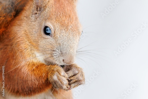 Red squirrel, Sciurus vulgaris, Cute arboreal, omnivorous rodent . Portrait of eurasian squirrel . Close up.