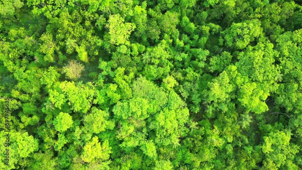 Aerial view from a tropical forest in brazil, very dense and diverse, with great biodiversity Brasil Drone shot Aerial view from a tropical forest in brazil, very dense and diverse, with great biodiversity Brasil Drone shot