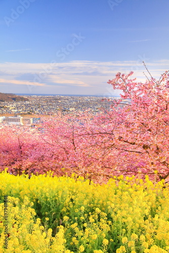 松田山の河津桜と菜の花と青空の風景