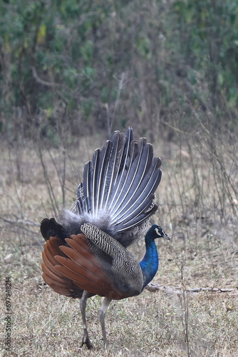 Dancing Peacock in Sariska Park, Rajastha, India