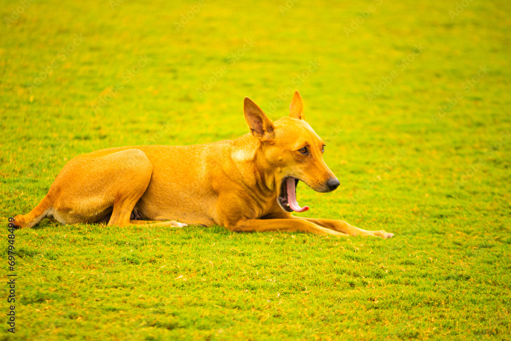 A cute brown pet dog. Picture useful for gift, kids, children, students, teachers, house interiors. Picture taken near Chennai, Tamil Nadu, India. A cute brown pet dog. Picture useful for gift, kids, children, students, teachers, house interiors. Picture taken near Chennai, Tamil Nadu, India.
