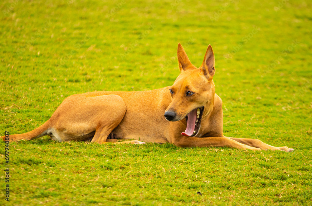 A cute brown pet dog. Picture useful for gift, kids, children, students, teachers, house interiors.  Picture taken near Chennai, Tamil Nadu, India.