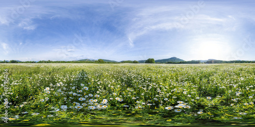 Chamomile field panorama. White daisy flowers in large field of lush green grass at sunset. 360 seamless spherical panorama. Chamomile flowers field. Nature, flowers, spring, biology, fauna concept