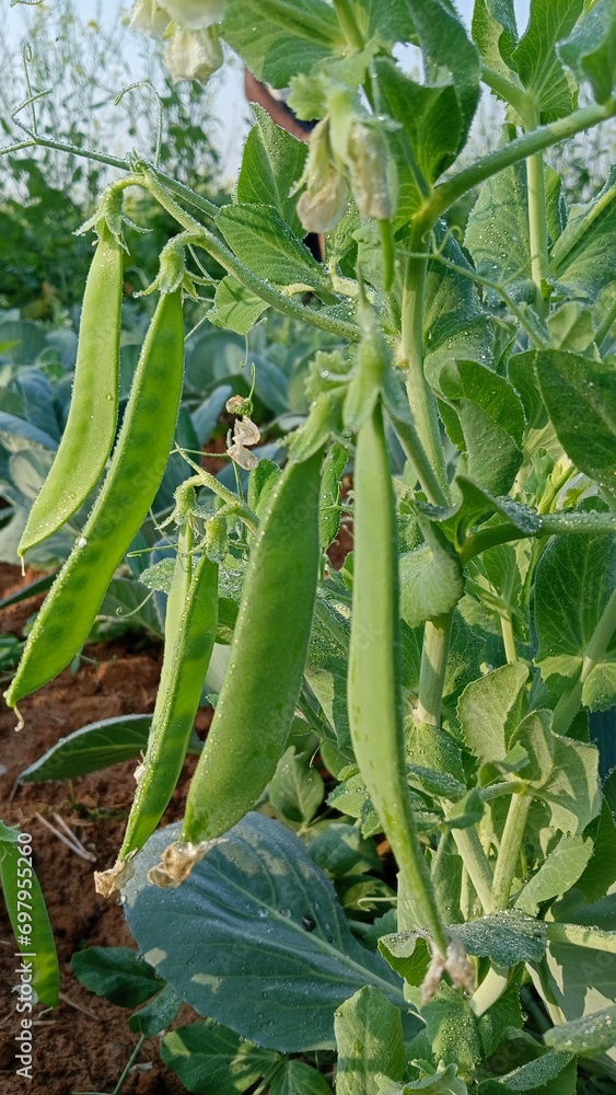 Fototapeta premium Green peas grow in the garden. Beautiful close up of green fresh peas and pea pods. Healthy food. Selective focus on fresh bright green pea pods on a pea plants in a garden