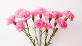 A bouquet of pink carnations adding a pop of color to a white backdrop.