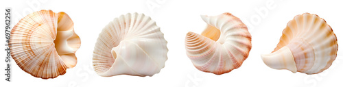 conch shell isolated on transparent background, png, Generative Ai © Category PNG 
