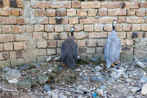 A guineafowl hen hiding and protecting her chicks photo