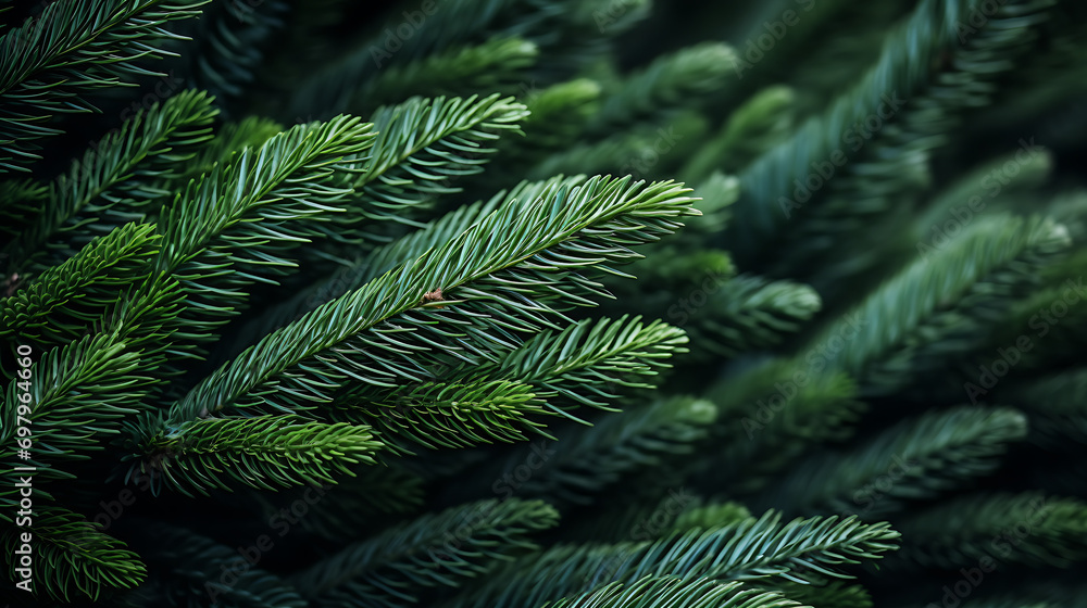 green fir tree brunch close up Background. Shallow focus. Fluffy fir tree wallpaper concept