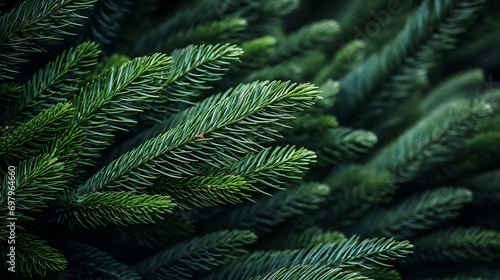 green fir tree brunch close up Background. Shallow focus. Fluffy fir tree wallpaper concept