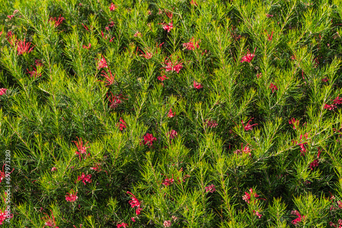 Grevillea 'Canberra Gem' ( juniperina or rosmarinifolia) in Sochi. Pink flowers of Grevillea juniperina Canberra Gem and spiny leaves or juniper-leaf grevillea or prickly spider-flower. photo