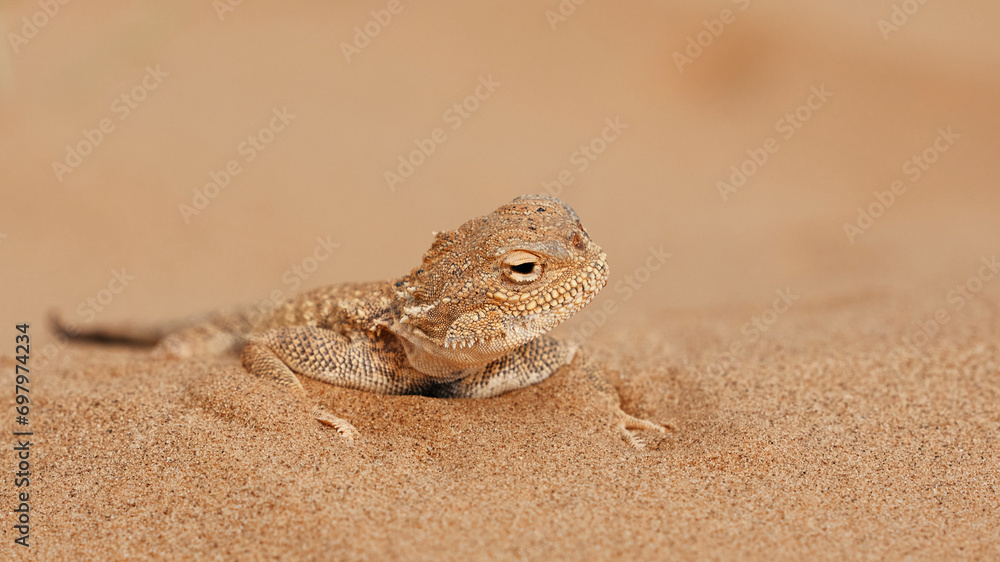Calm desert roundhead lizard on the sand in its natural environment. long-eared roundworm Phrynocephalus mystaceus, agama, desert. A living dragon of the desert Close up. An incredible desert lizard Calm desert roundhead lizard on the sand in its natural environment. long-eared roundworm Phrynocephalus mystaceus, agama, desert. A living dragon of the desert Close up. An incredible desert lizard