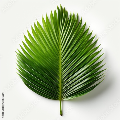 Beautiful Green Palm Leaf On White Background  Illustrations Images