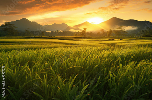 rice field with sunset in background