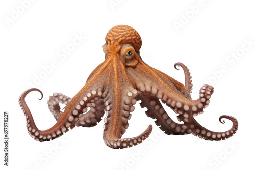 the Octopus Isolated On Transparent Background