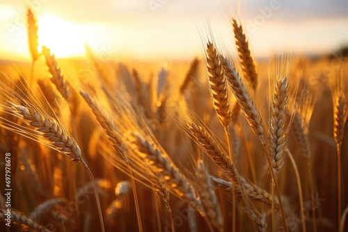 Wheat field. Ears of golden wheat under Shining Sunlight. Beautiful Rural Nature. Sunset Landscape. Rich harvest Concept. Close up, macro