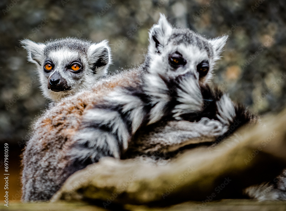 Fototapeta premium Lemurs animals in London Zoo
