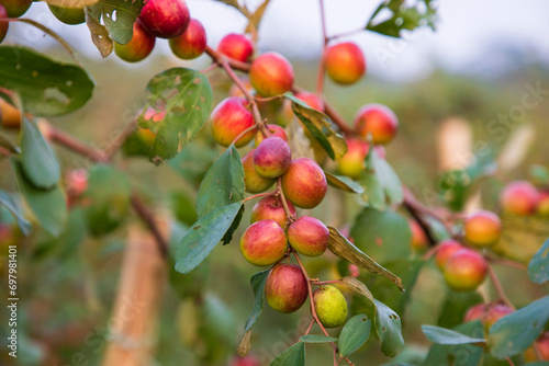 Fruit tree with unripe Red jujube fruits or apple kul boroi  in the autumn garden