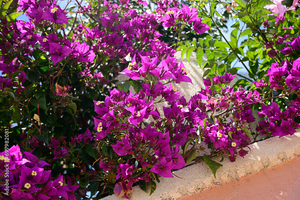 Purple Thorny bougainvillea in Spain