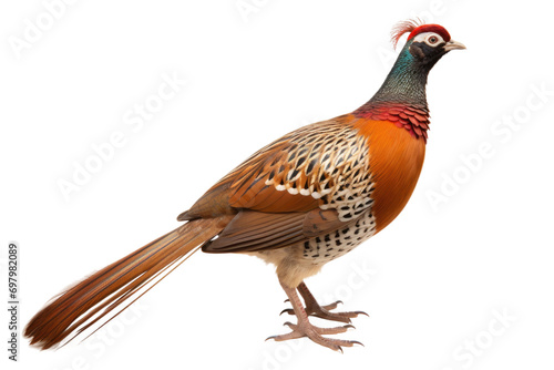 The Pheasant Isolated On Transparent Background