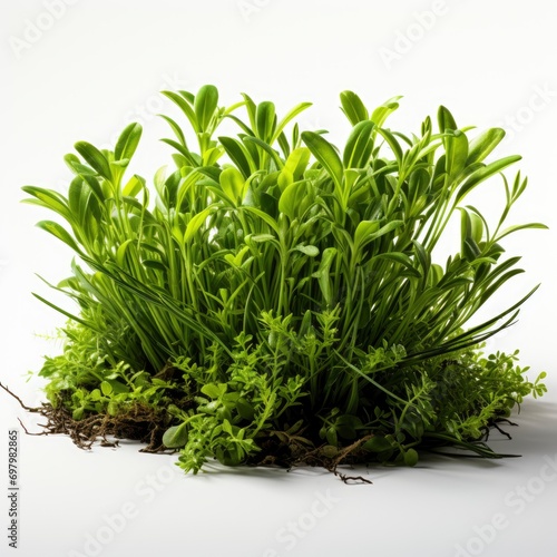 Green Grass On White Background, Illustrations Images