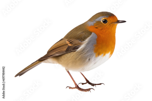 A Robin Melody Isolated On Transparent Background