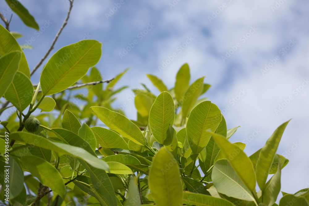 Cluster of light green leaves taking up portion of screen, mildly cloudy light blue sky taking up other portion Cluster of light green leaves taking up portion of screen, mildly cloudy light blue sky taking up other portion