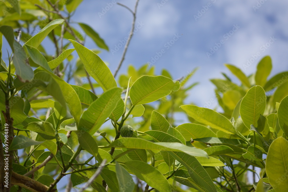 Cluster of light green leaves taking up portion of screen, mildly cloudy light blue sky taking up other portion Cluster of light green leaves taking up portion of screen, mildly cloudy light blue sky taking up other portion