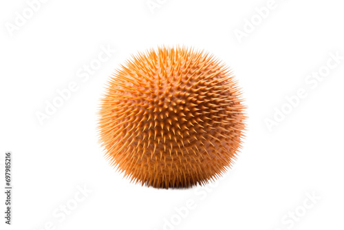 Ecological Role of Sea Urchin Isolated On Transparent Background