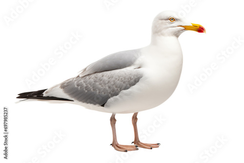 The Seagull Isolated On Transparent Background