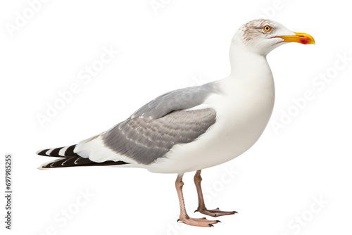 Elegance of Seagull Isolated On Transparent Background