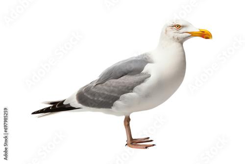 Exploring Seagull Isolated On Transparent Background