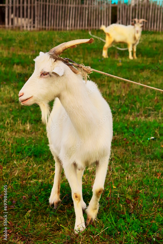 Goats.- A herd of goats, bearded goats grazing in a green meadow. they are grazing the grass. young goats with horns, a collective farm herd. Close-up. wildlife. The concept of animal husbandry on the Goats.- A herd of goats, bearded goats grazing in a green meadow. they are grazing the grass. young goats with horns, a collective farm herd. Close-up. wildlife. The concept of animal husbandry on the