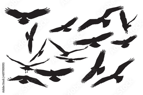 Flying birds of prey. Vector images. White background. 