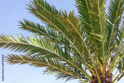 Green palm leaves against a blue sky